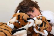 La peluche tigre ou la peluche panthère